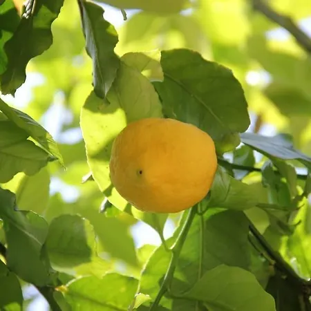 Garden 2* Таормина